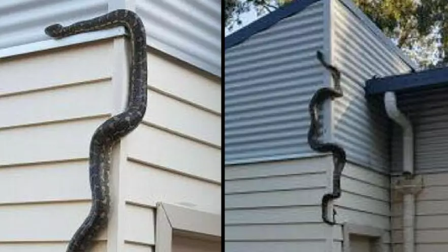 Australian Homeowner Shocked As Massive Snake Tries To Get Into His House