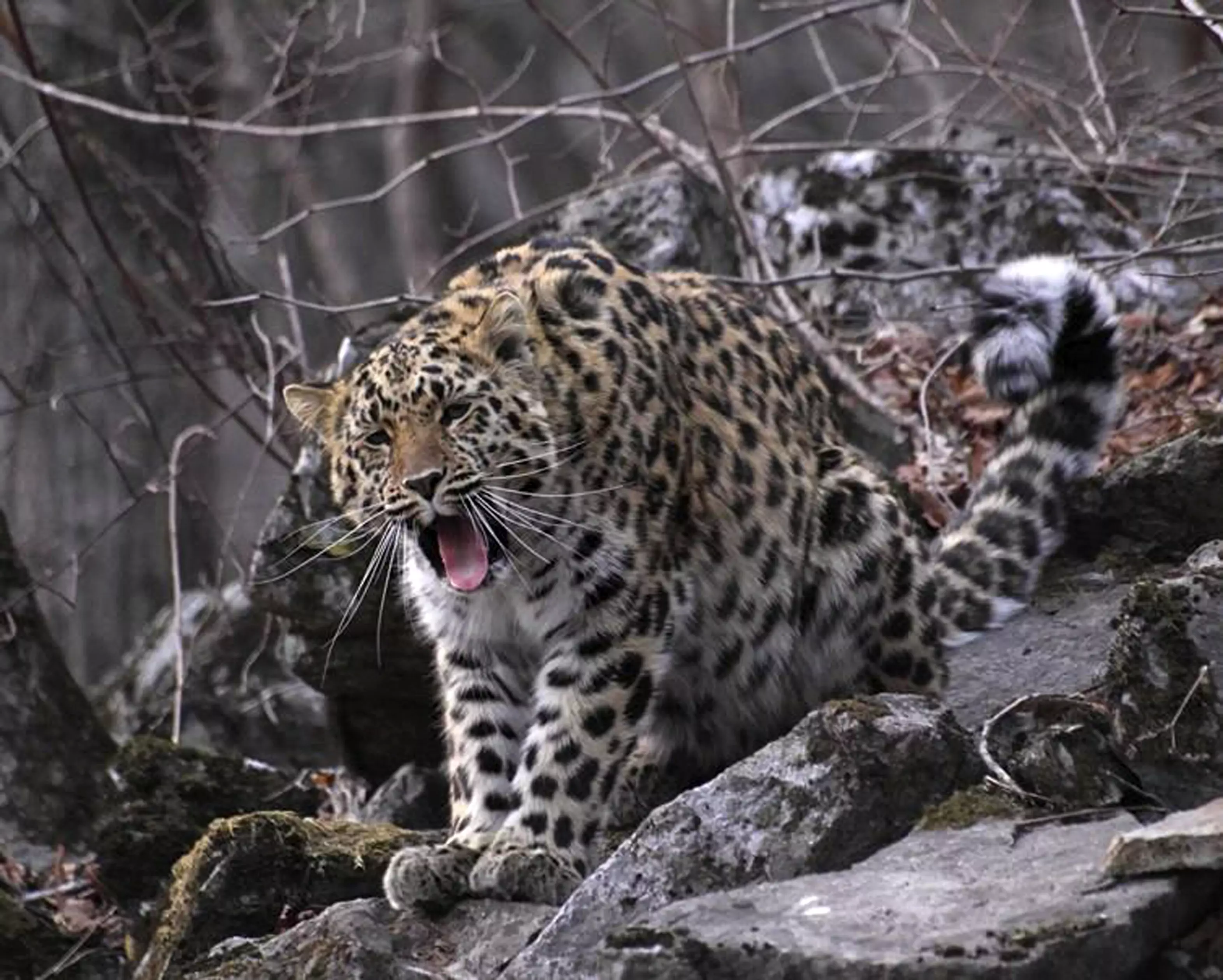 Amur leopards at Land of the Leopard Nature Reserve.