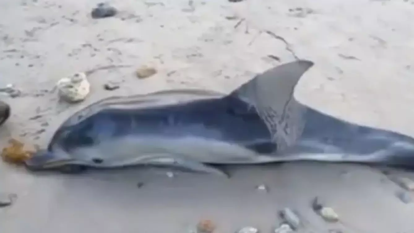 Mystery After Baby Dolphin Washes Up In South Australia With Suspected Bullet Wounds