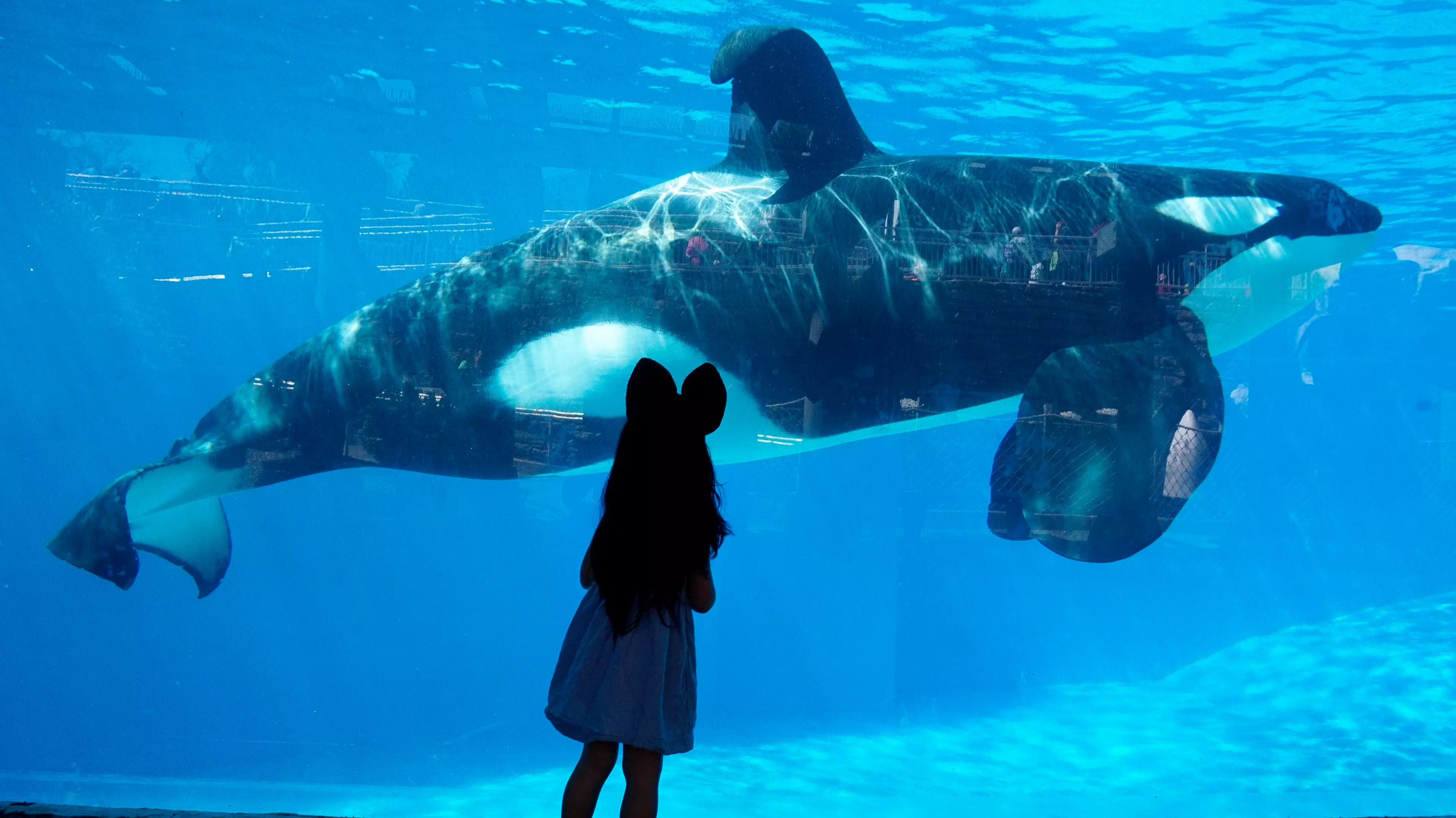 Former SeaWorld Trainer Speaks Out Following Death Of Third Killer Whale