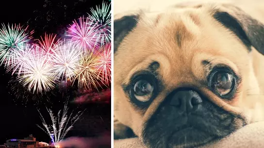 Town In Italy Switches To Silent Fireworks To Reduce Animal Anxiety