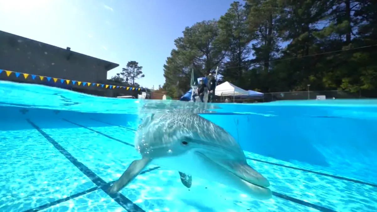 Scientists Hope To Use Robot Dolphins To Replace Captive Animals In Movies And Theme Parks