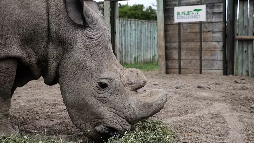 ​Wildlife Poachers In Kenya To Reportedly Face Death Penalty