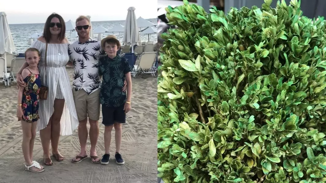 Genius Woman Used Green Spray Paint To Bring Her Dead Plants Back To Life