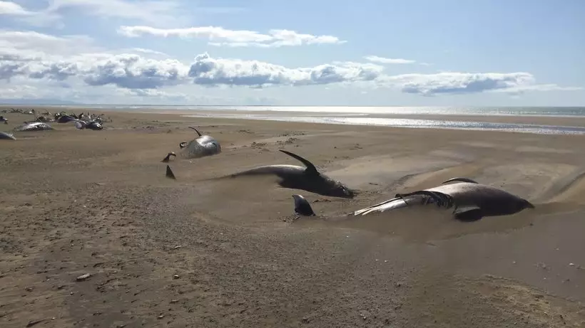 Dozens Of Pilot Whales Mysteriously Found Dead On Beach In Iceland