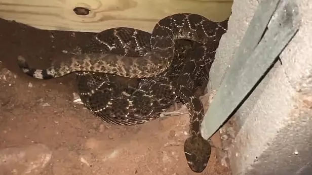 45 Rattlesnakes Found Under Texas House
