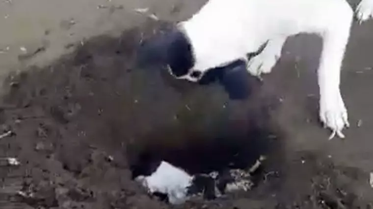 Heartbreaking Video Shows Grieving Dog Dig 'Grave' For Dead Puppy