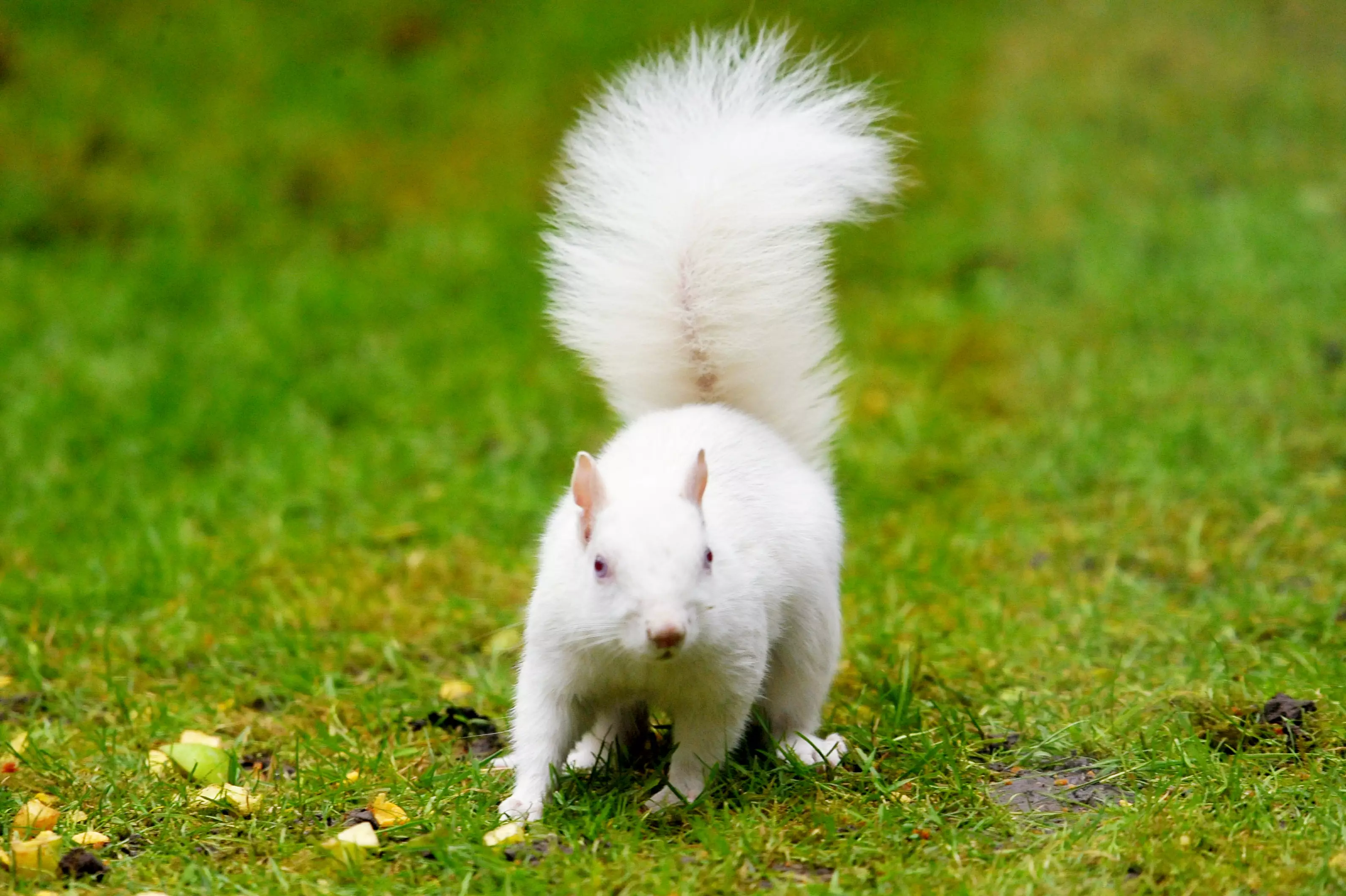 Pictures of a rare albino squirrel scavenging for food.
