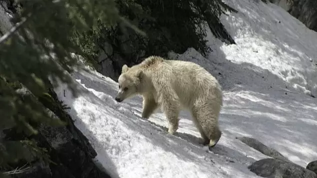 Rare All-White Grizzly Bear Spotted Beside Road In Canada 