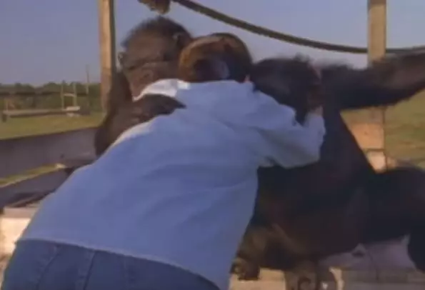 WATCH: Chimp Smiles And Hugs The Woman Who Saved Her From A Research Lab 25 Years Ago
