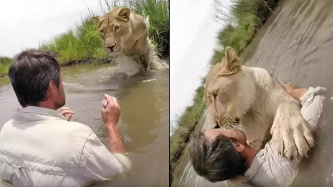 GoPro Captures Lioness Leaping Into The Arms Of The Man Who Rescued Her