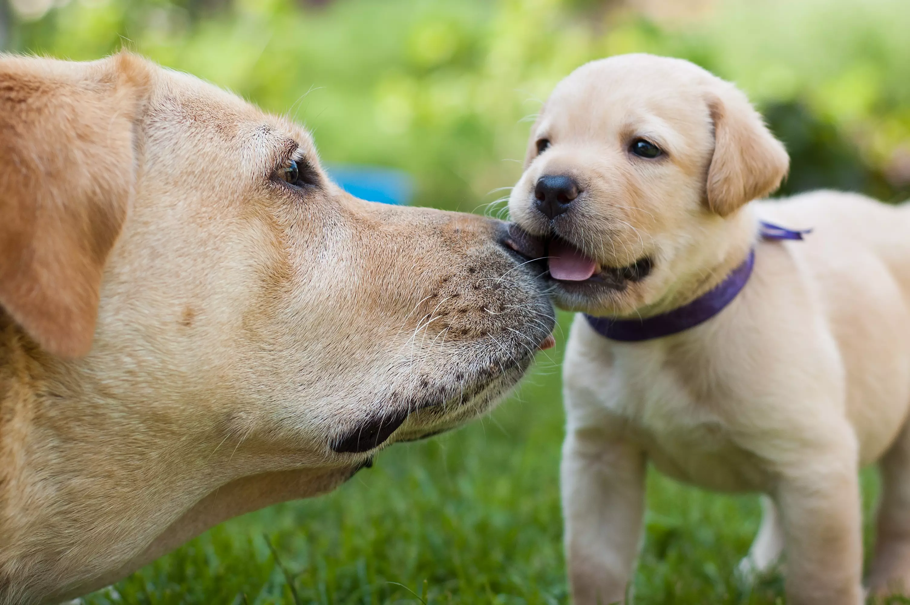 Labrador Retriever has reclaimed the title of the UK's most popular dog breed (