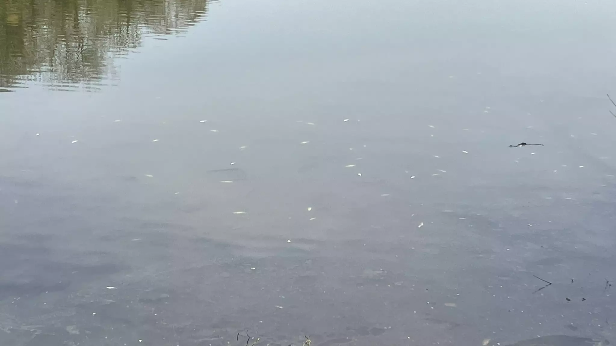 Hundreds Of Fish Killed By Pollution In UK Lake