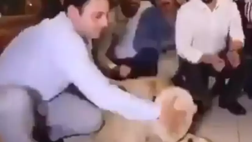 Ricky Gervais Condemns Video Of Man Smashing Cake Into A Lion's Face