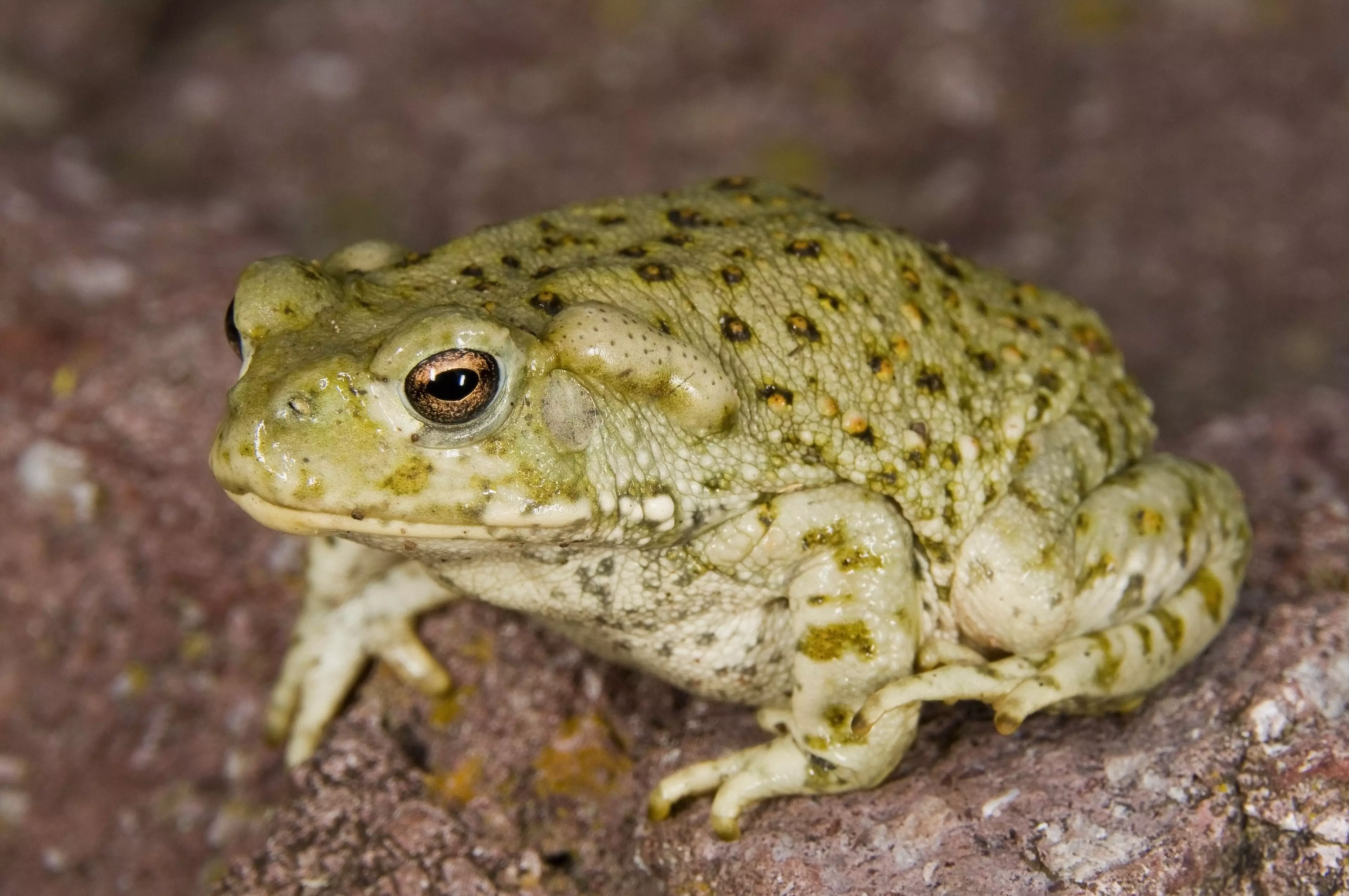 Porn Star Held By Police After Man Dies From Inhaling Poisonous Toad Fumes