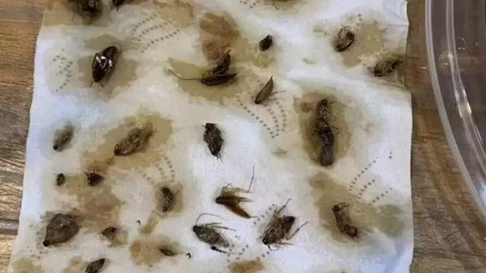 Woman Finds More Than 40 Dead Cockroaches In Takeaway Meal