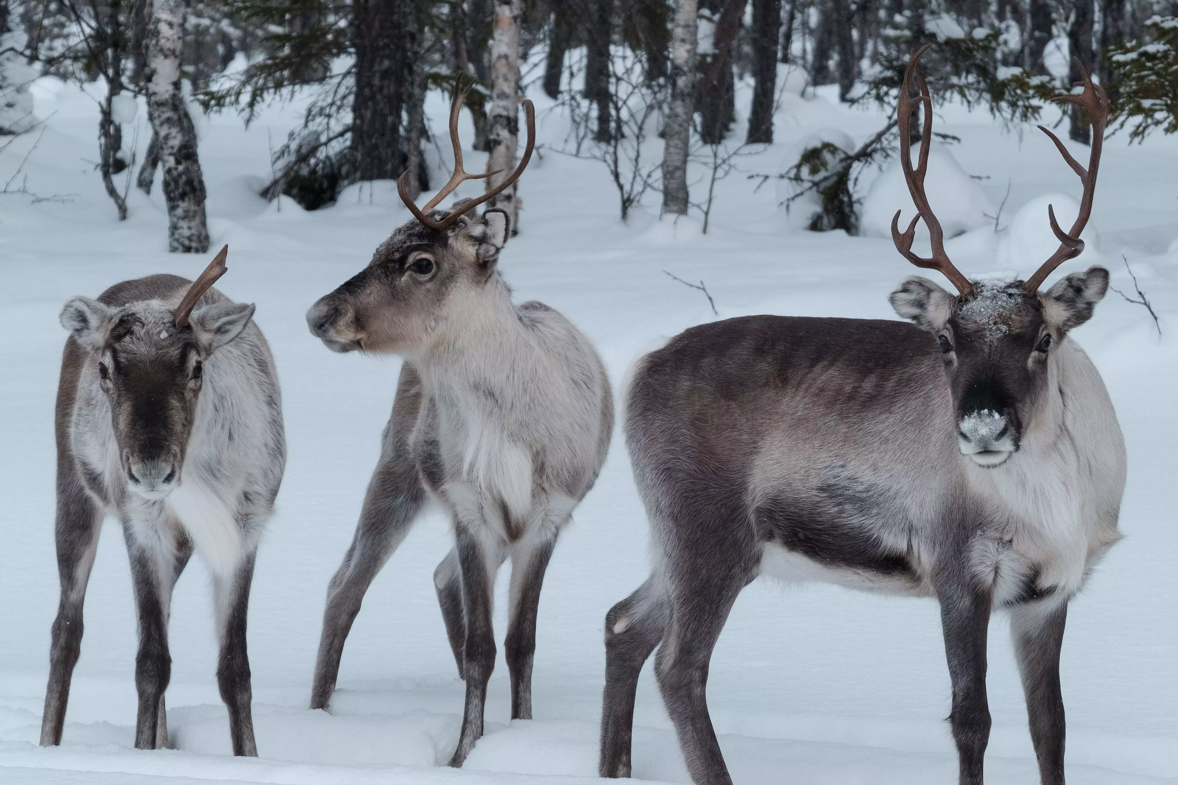 Lapland is ordinarily a winter wonderland at this time of year.