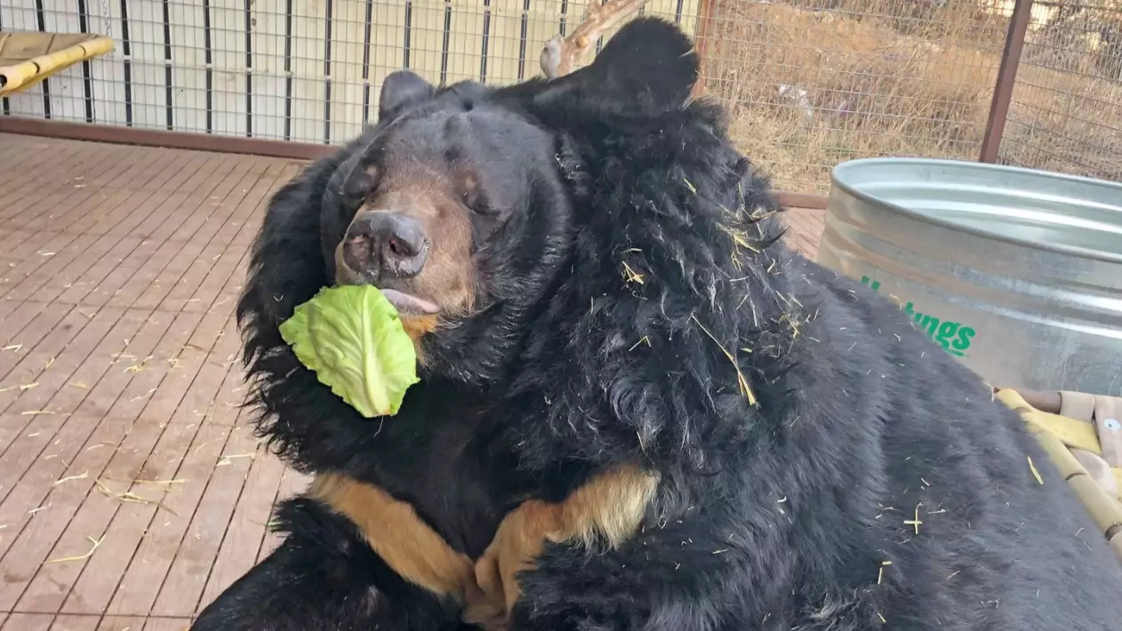 Chonky Bear That Was Rescued From Horrid Conditions Starts Diet