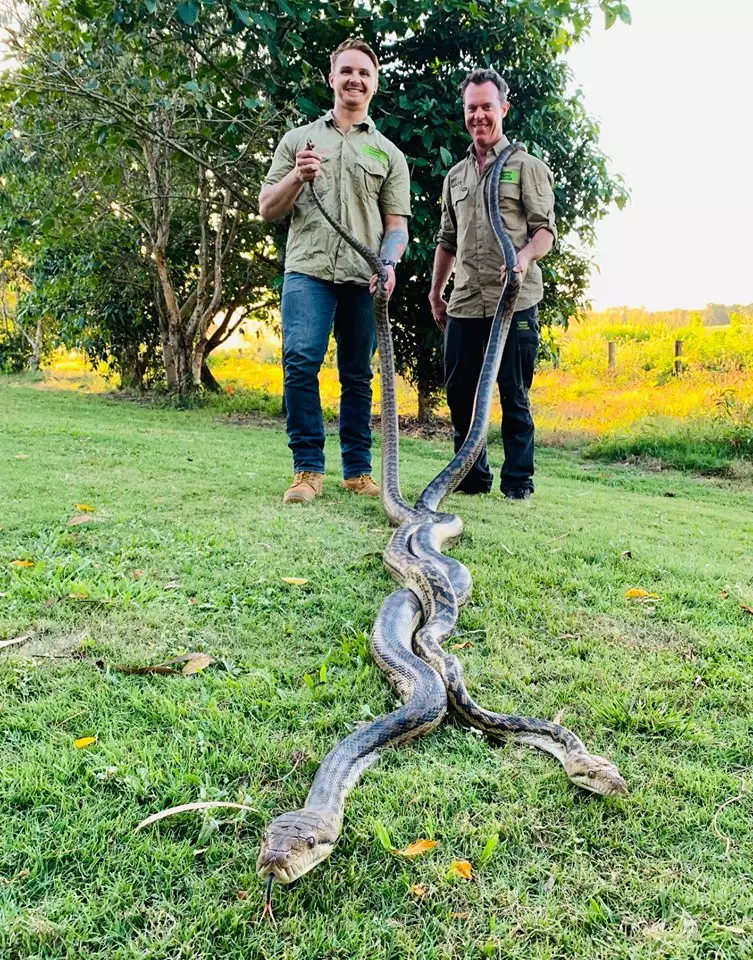 Jason Legg and Matt Hagan from Cairns Snake Catcher.