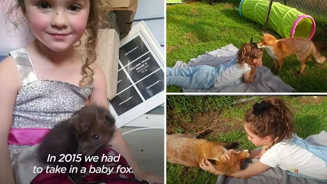 Watch As Rescued Fox And Little Girl Become ‘Like Siblings’ 
