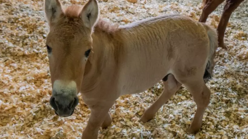 Scientists Hope First Cloned Przewalski’s Horse Could Help Save Endangered Species