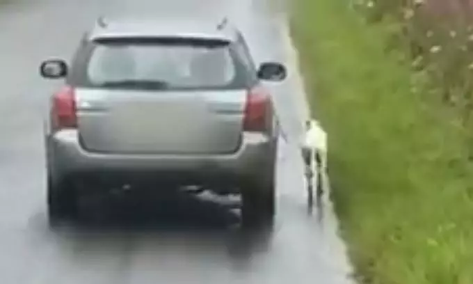 The dog was forced to run beside its owner's car.