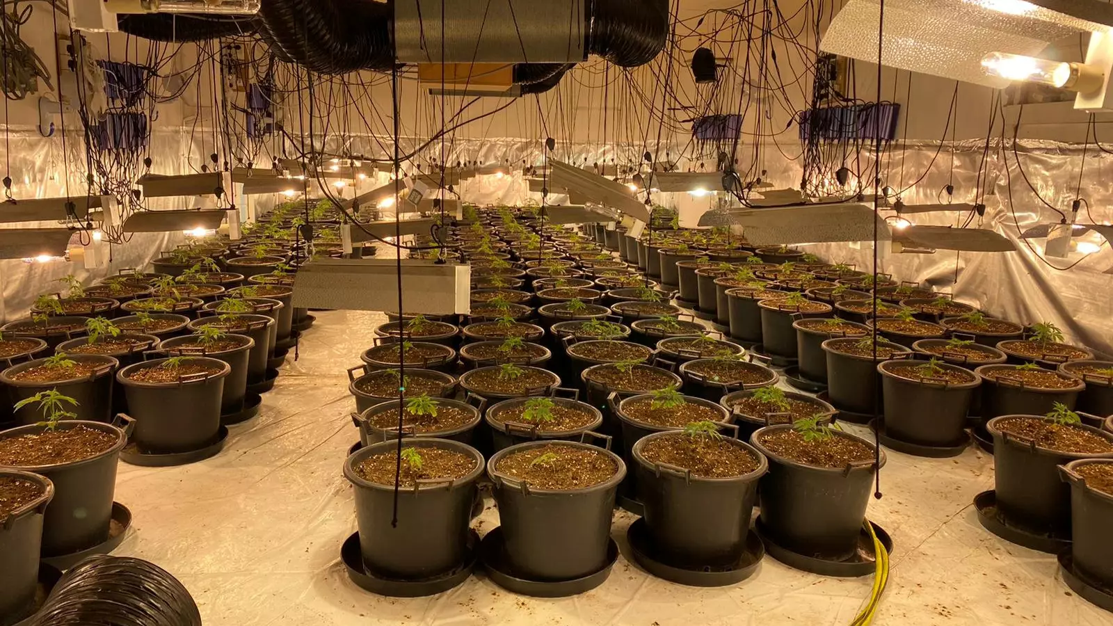 Massive Cannabis Farm Worth £1 Millon Uncovered Inside Former Nightclub 