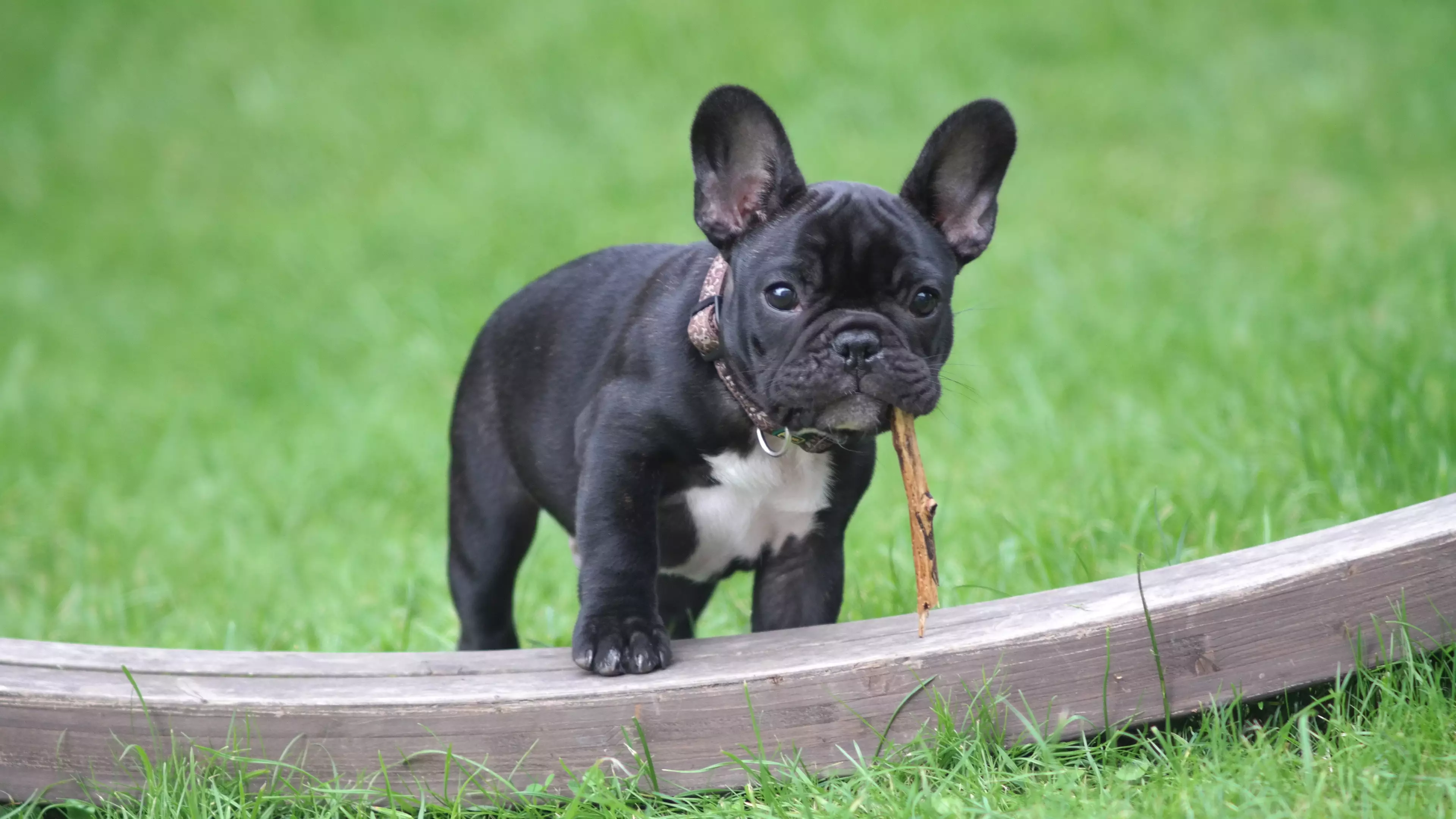 The rise in dog thefts is believed to be driven by the high demand for puppies which has lead to a surge in prices (