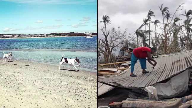 None Of The Hundreds Of Dogs On Puerto Rico Beach Survived Hurricane Maria 