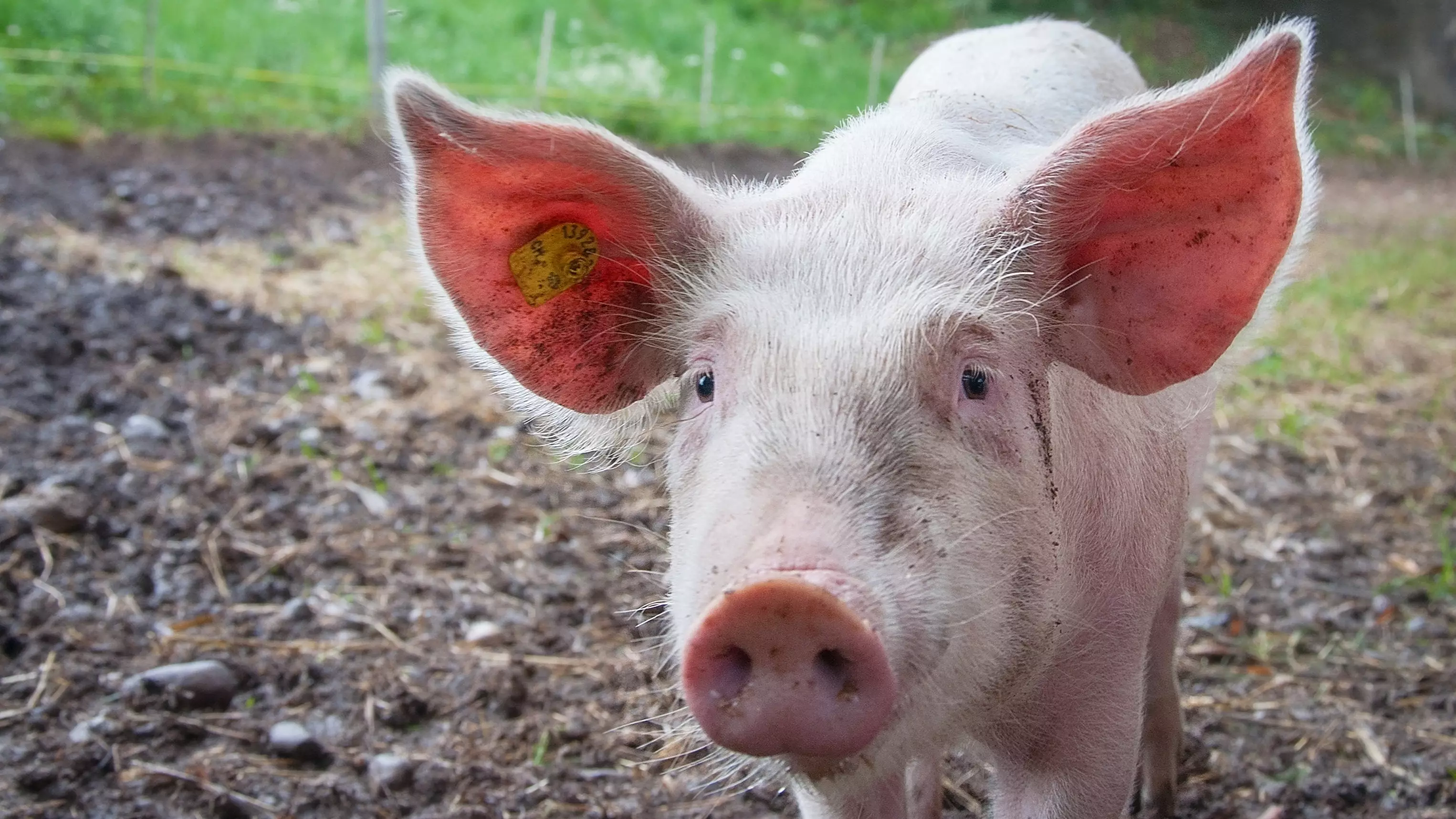 Escaped Pig Lured Back Home Using Trail Of Doritos
