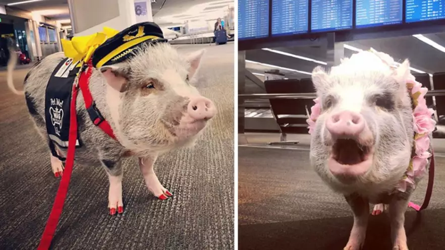 Meet Lilou, The World's First Airport Therapy Pig