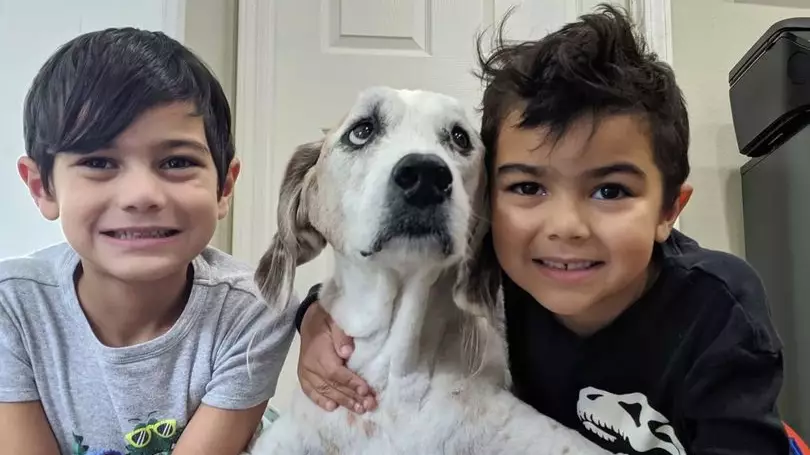 Family Treat Terminally Ill Dog To Dream Weekend Before He Dies