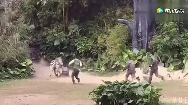 Zookeeper Attacked And Dragged Away By Zebra In Front Of Crowds