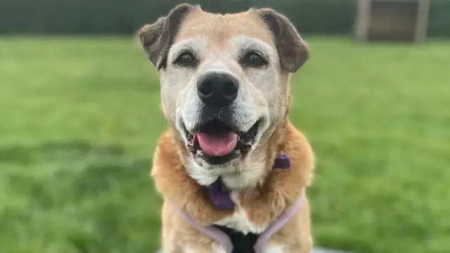 Staff Desperate For Dog Who Has Spent 11 Years In Kennels To Find A Home
