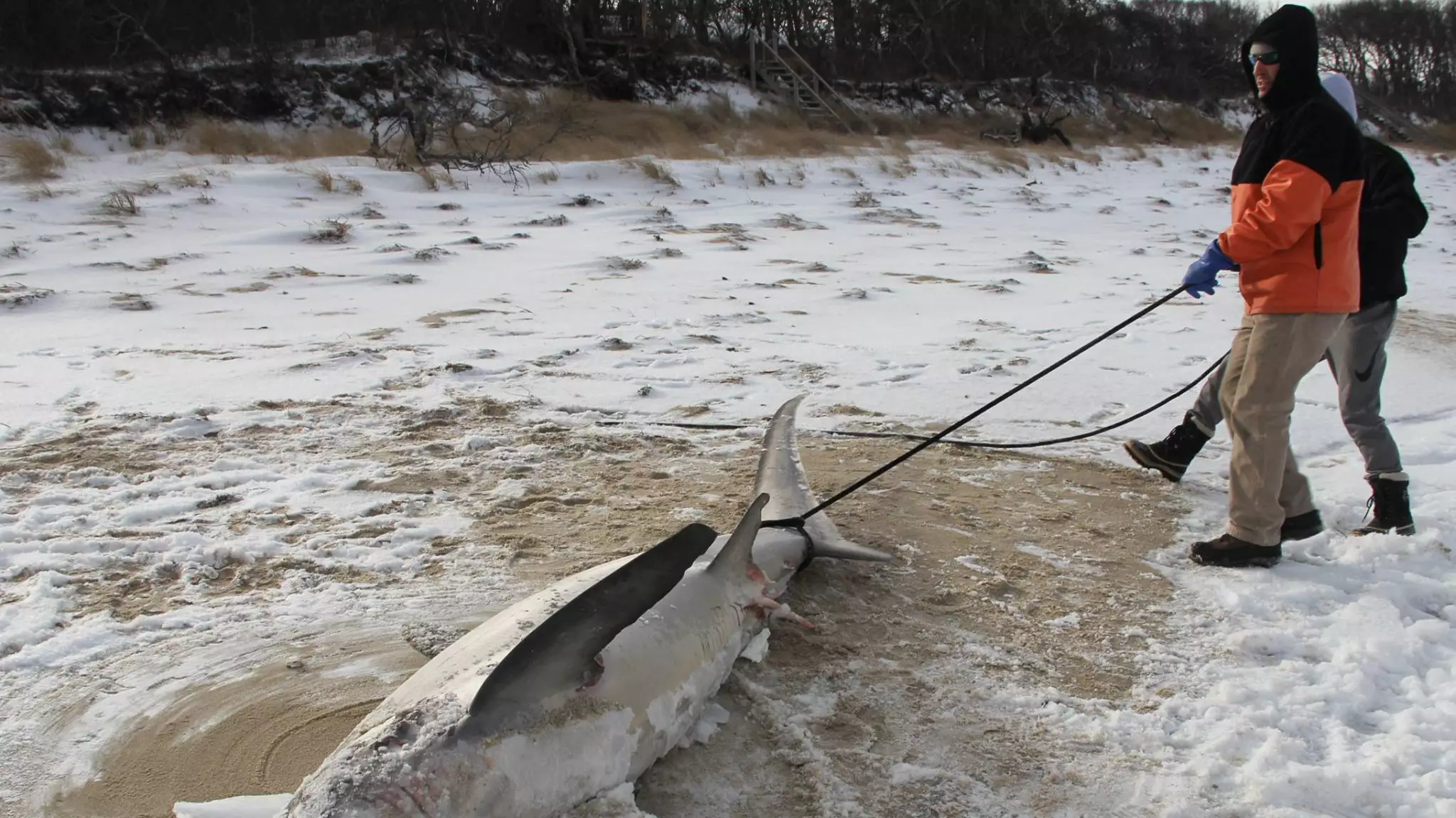 Sharks 'Freezing To Death' As Temperatures Drop In Cape Cod