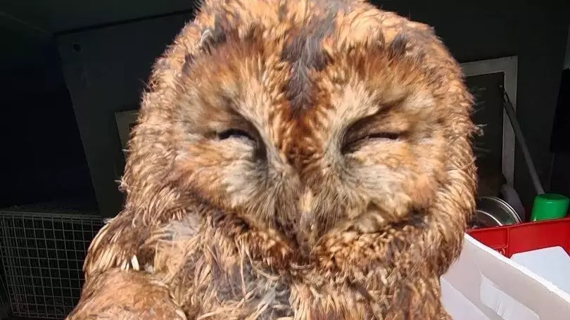 Owl Rescued After Two Days Trapped In Filthy Hotel Extractor Fan
