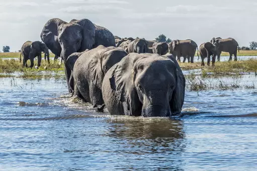 The hunting ban in Botswana has been lifted.