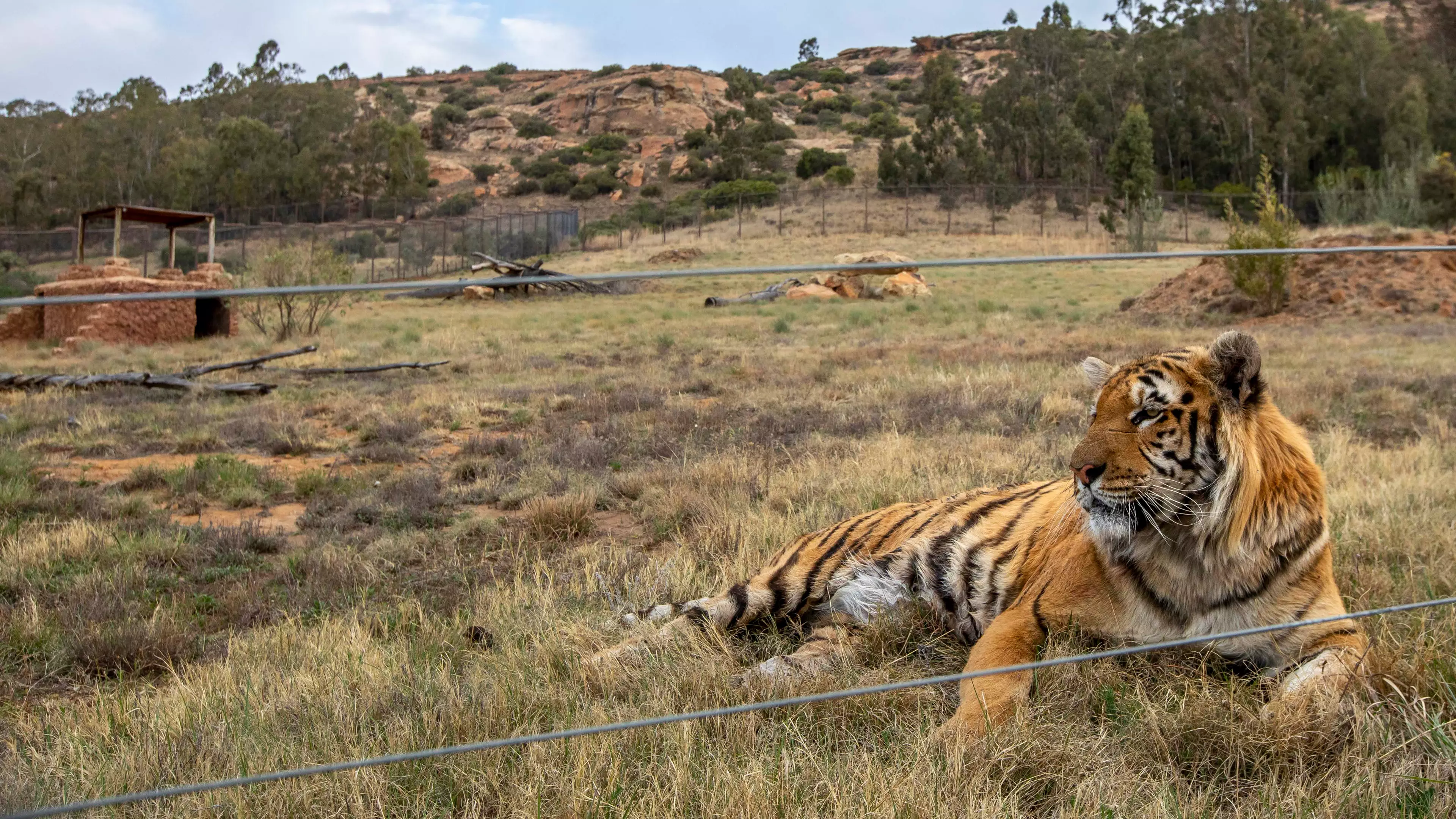 Tiger Rescued From 'World's Worst Zoo' Is Making A Good Recovery