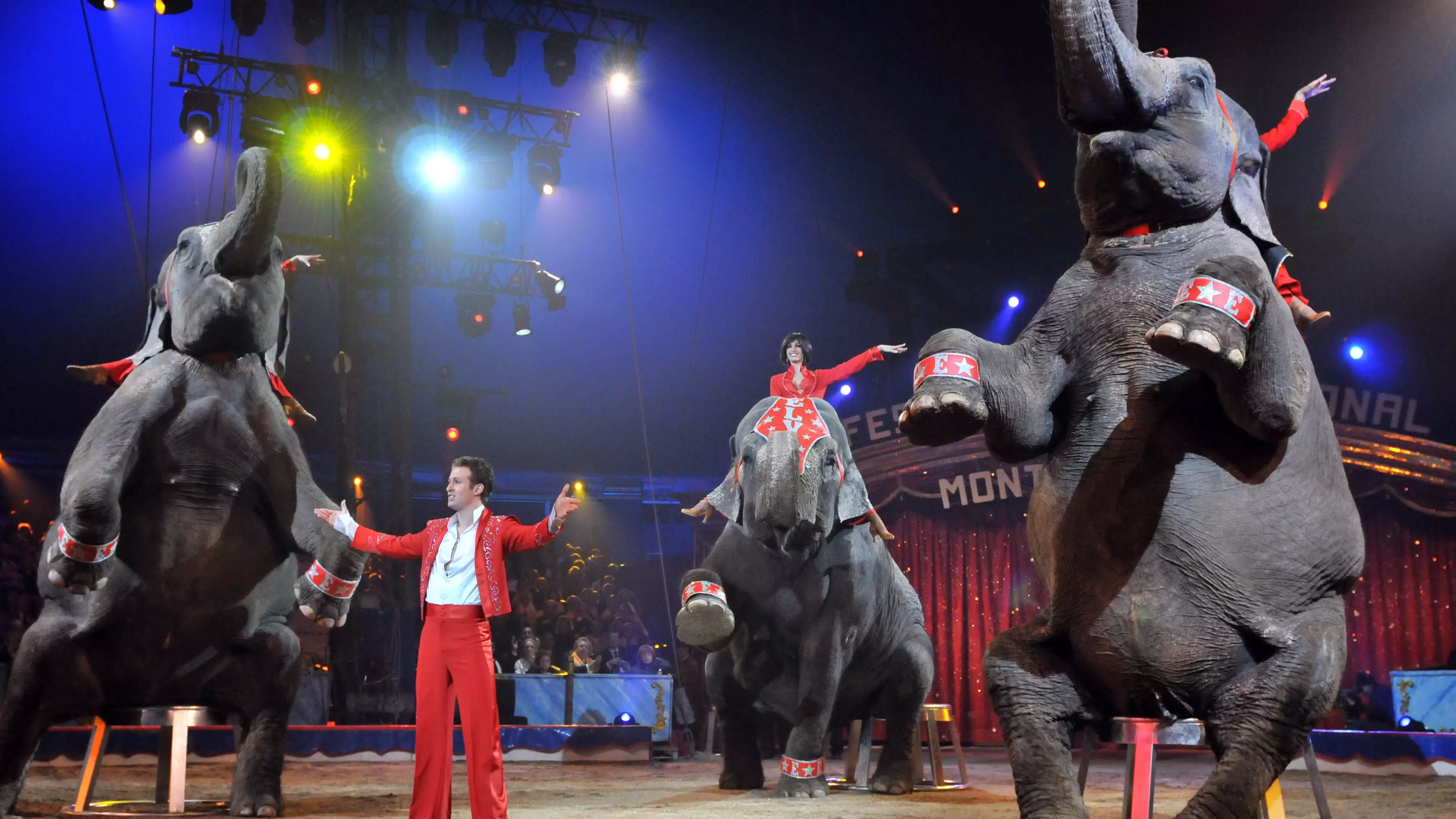 New York Bans Circuses From Using Elephants