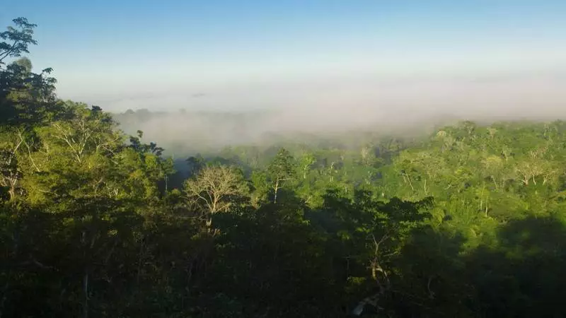 The Amazon rainforest (