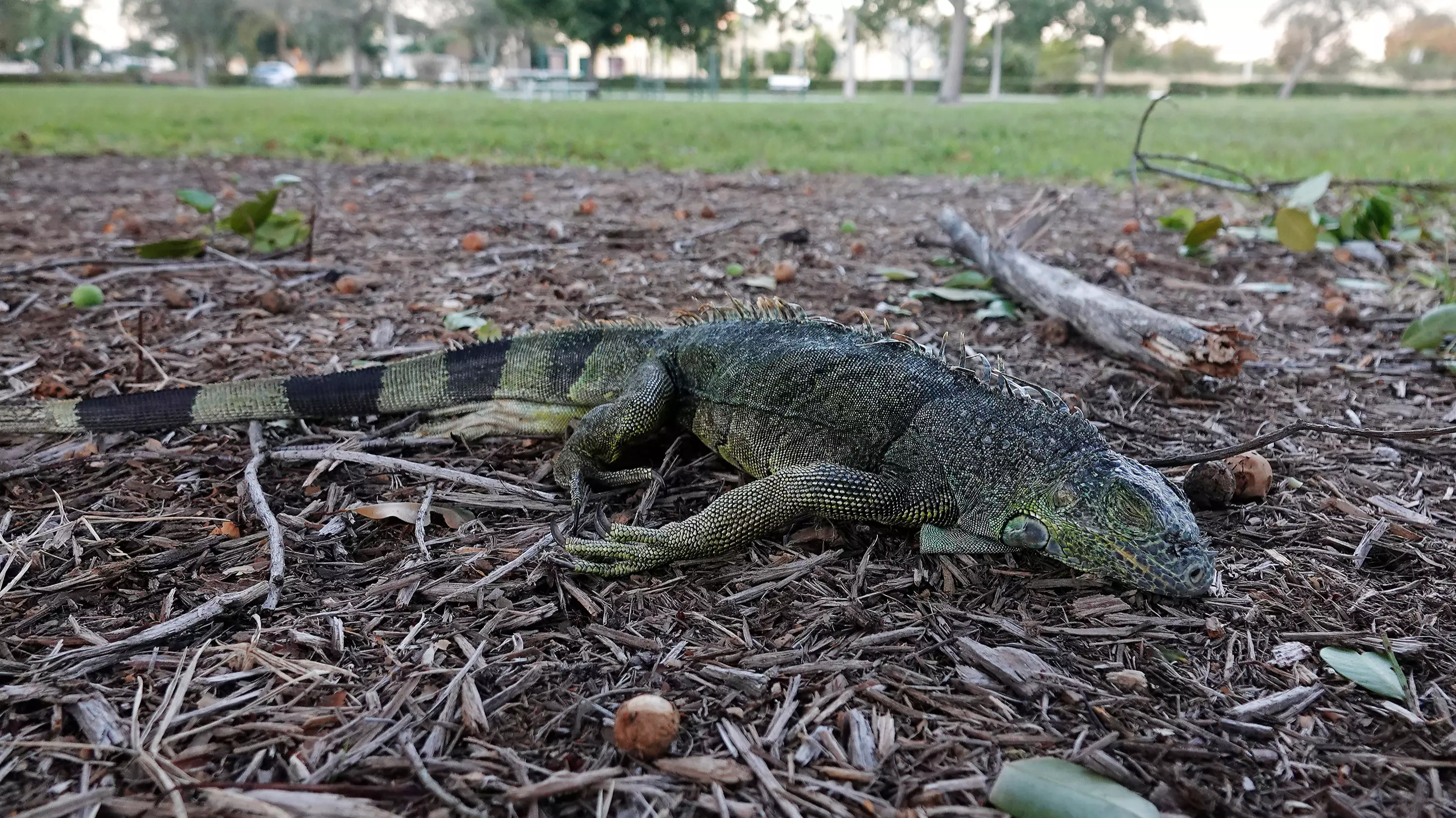 Florida Residents Warned To Be On Guard For Iguanas Falling From Trees