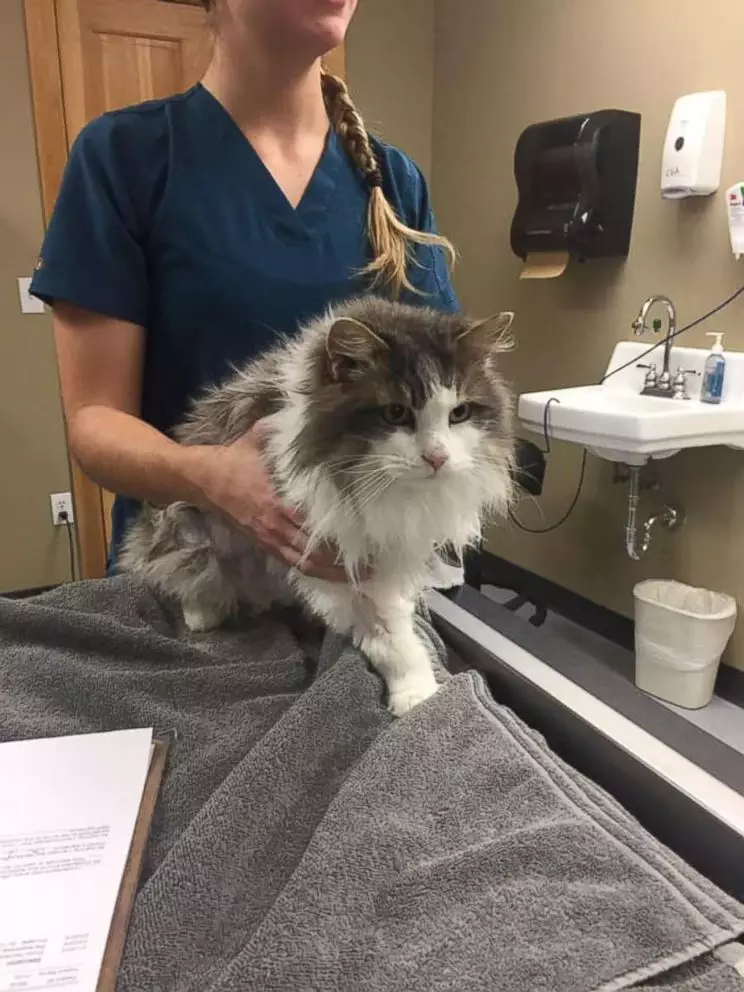 Fluffy the cat made a fully recovery.