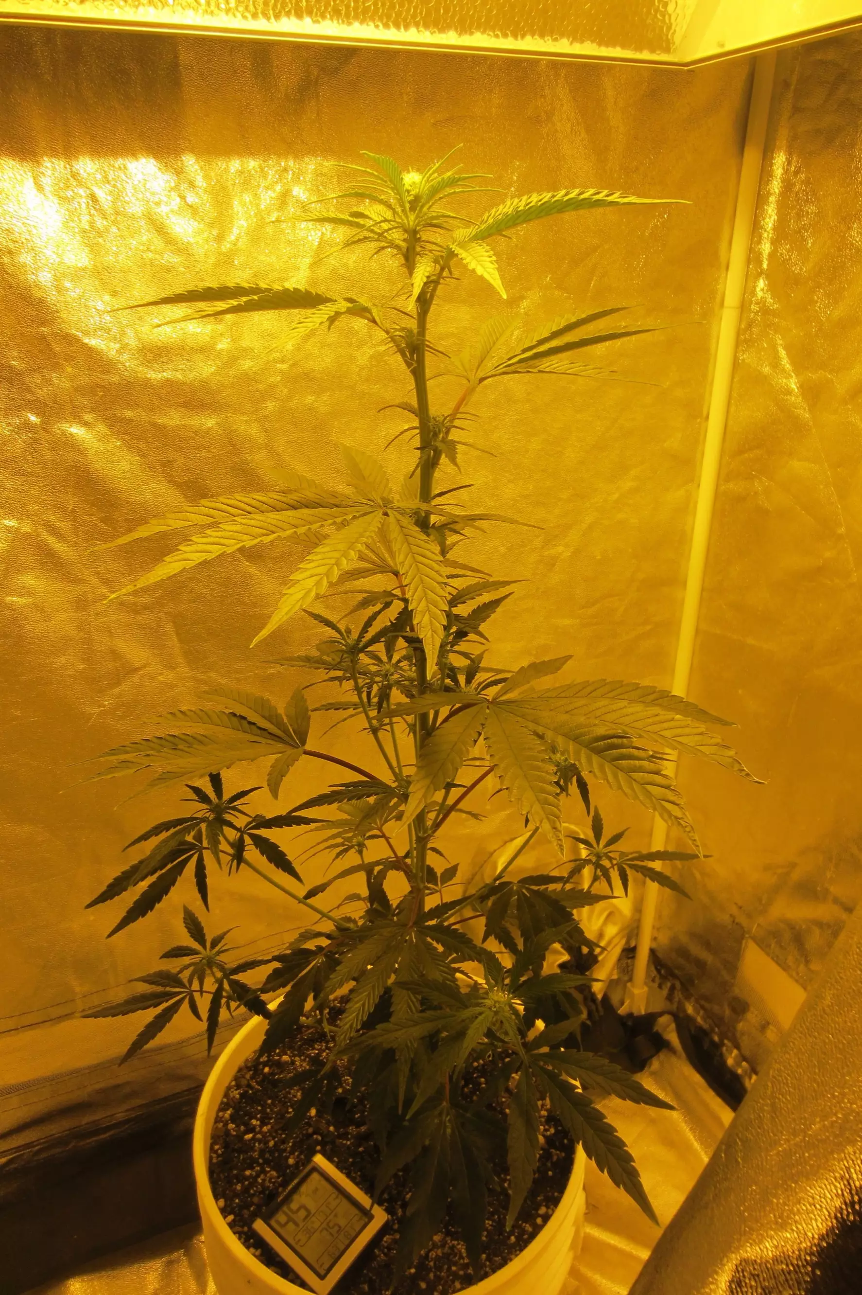 An indoor cannabis grow.