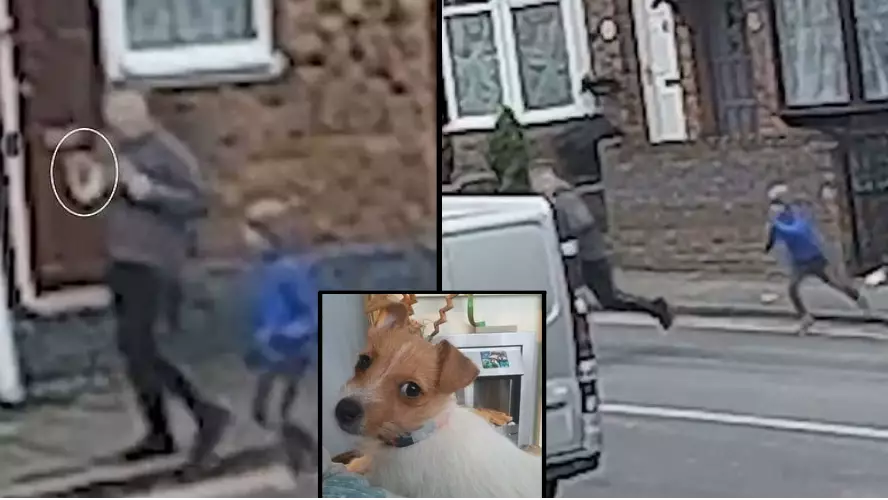 Heartbreaking Moment Young Boy Chases Man Who Stole His Puppy