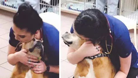 ​Dog Goes To The Vets And Thinks She Is Just There For Hugs
