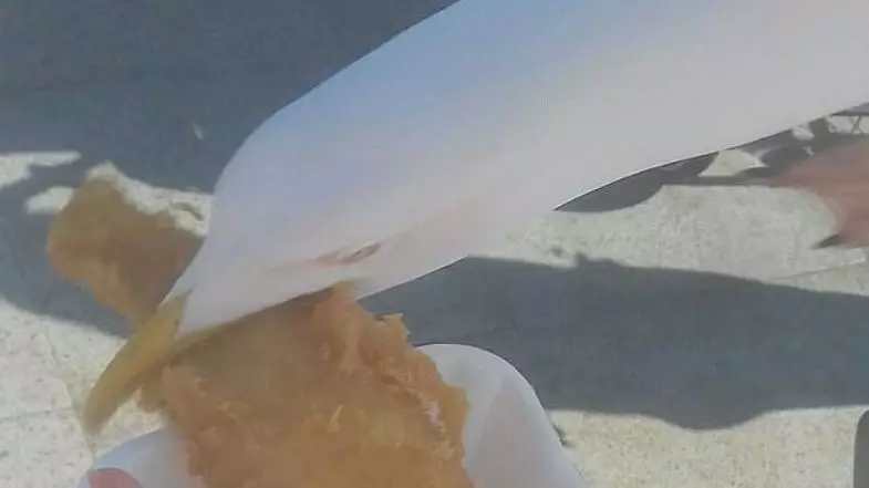 Woman Was 'Mugged By Seagull' Who Robbed The Cod From Her Fish And Chips