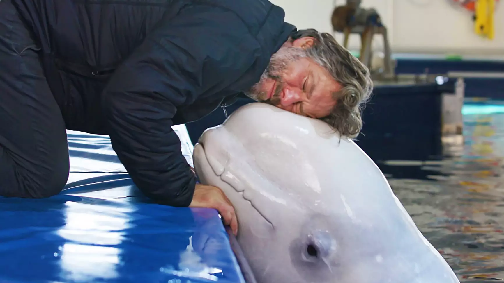 John Bishop Helps Release Two Captive Beluga Whales Into Open Waters