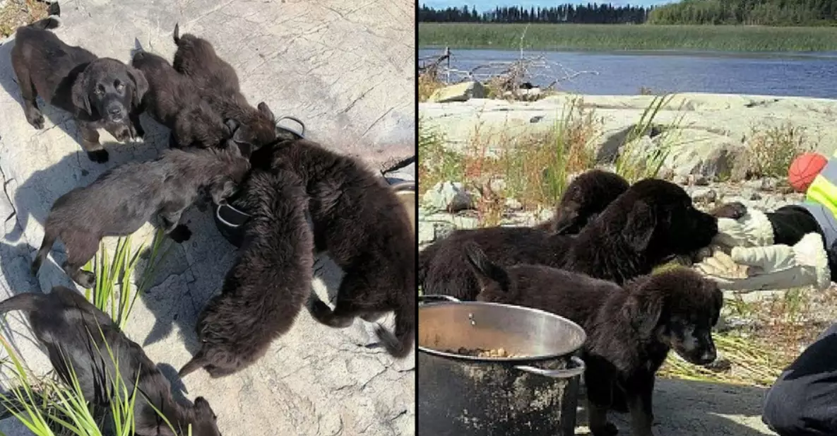 Seven Abandoned Puppies Rescued From Uninhabited Island After They Are Heard Crying  