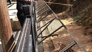 Safari Park Slammed After Video Emerges Showing Visitors Feeding Tigers Using Fishing Rods 