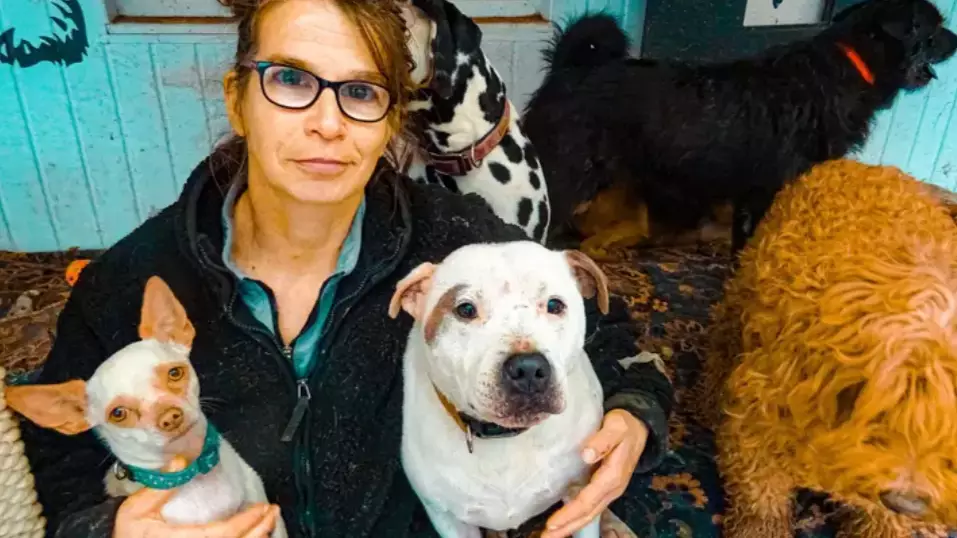 Woman With 106 Dogs Has Bankrupted Herself